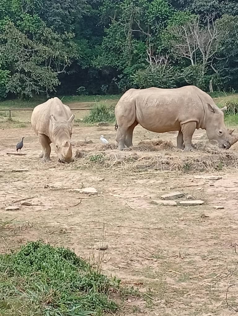 Pupils observing rhinos during a wildlife education visit