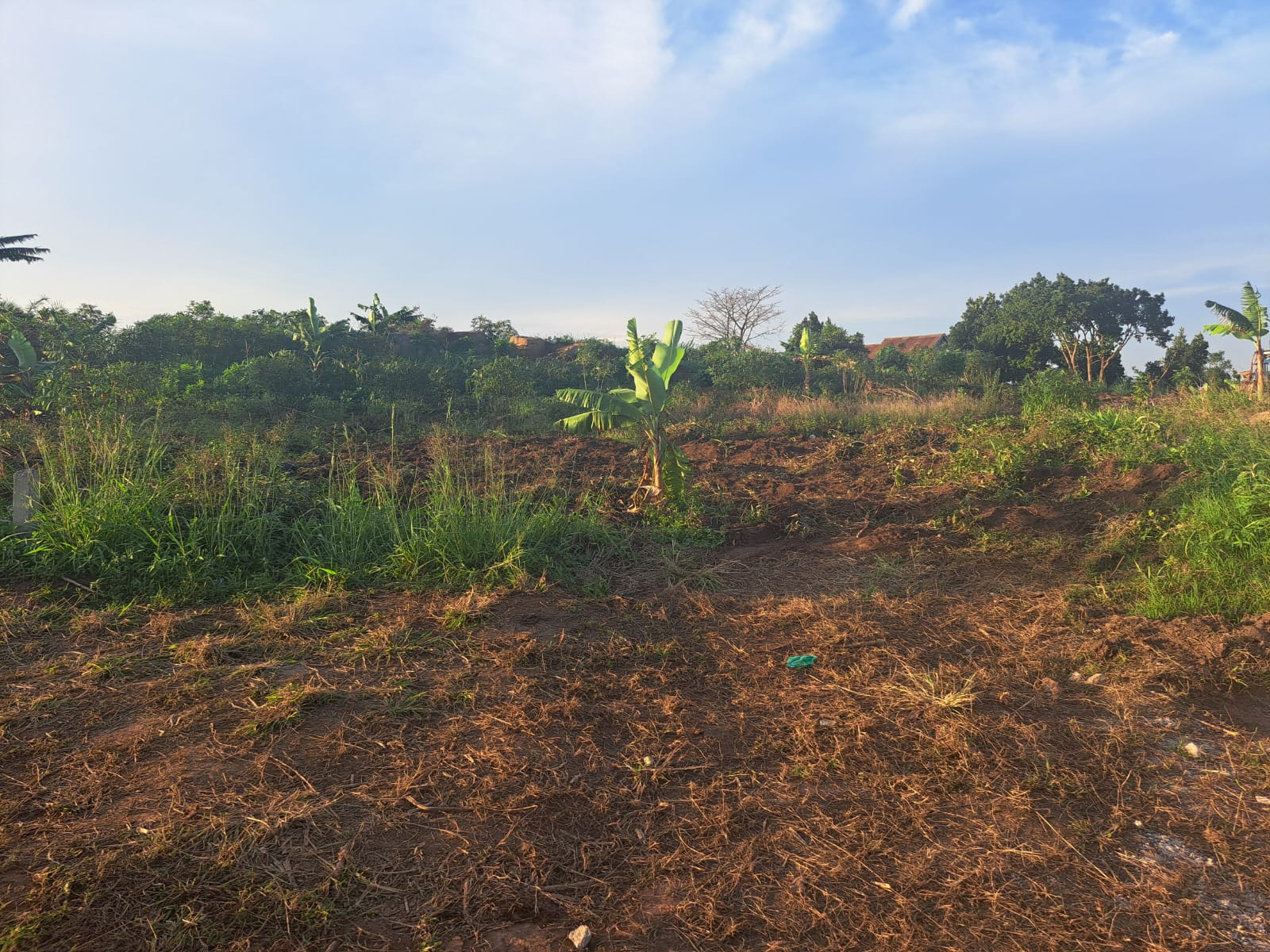 The cleared plot of land in Mbugu where the new St. Mary's branch will be built