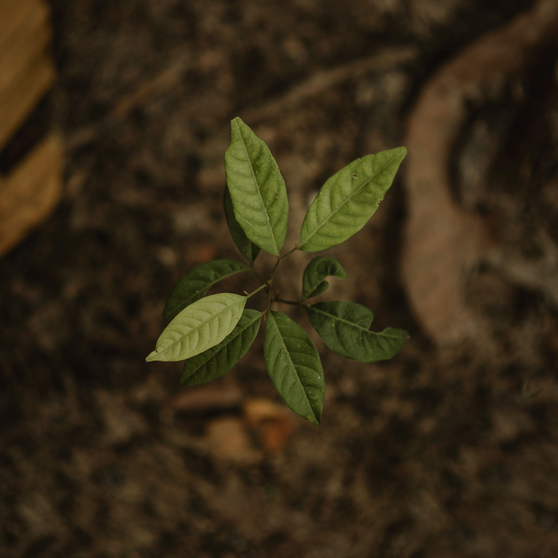 A young seedling growing in soil, representing the demonstration garden planned for St. Mary's