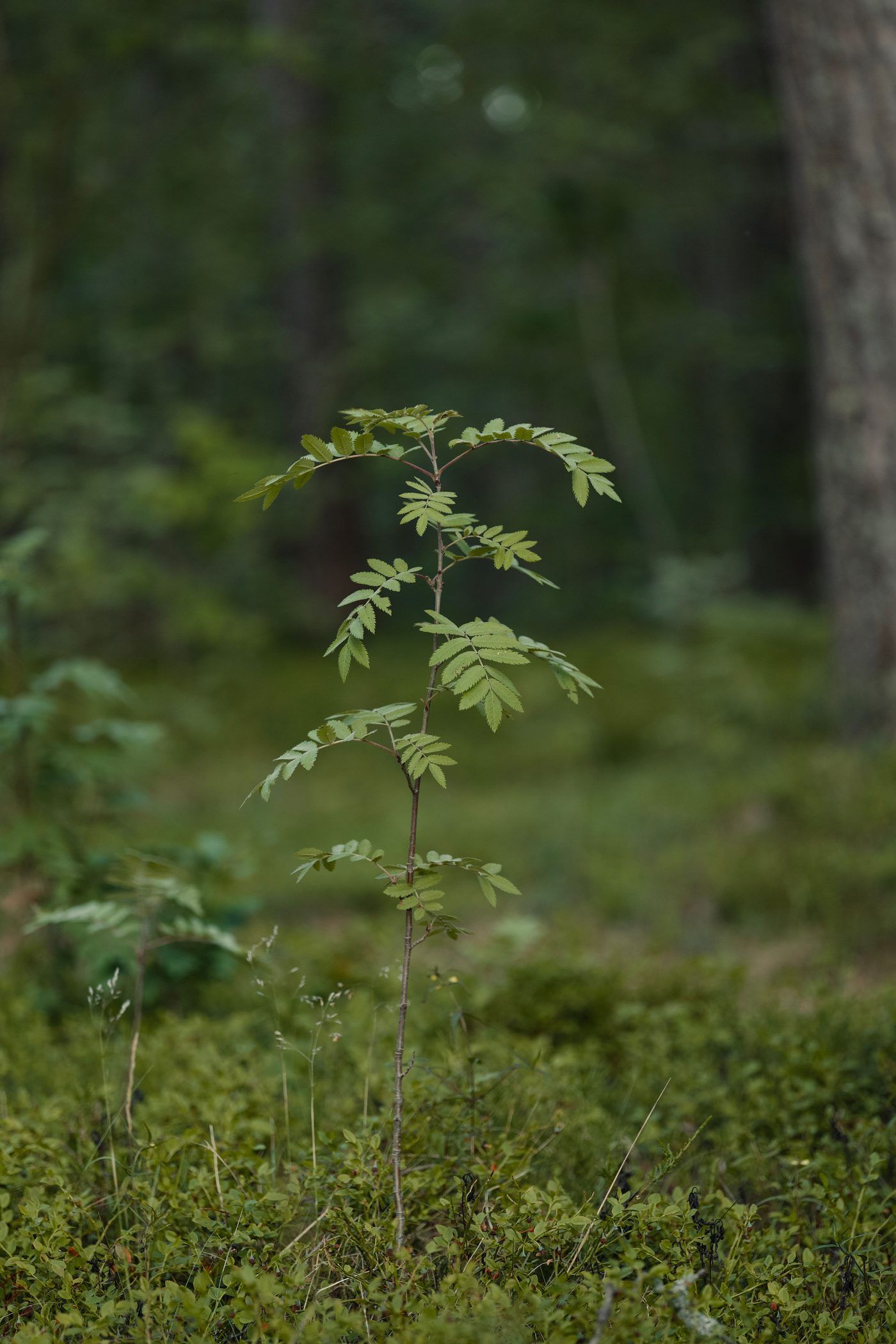 A young tree sapling, representing the tree-planting and ecology campaign at St. Mary's